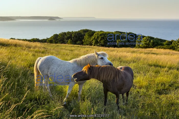 : Ponies - Grooming - Penlee Battery - Cornwall - UK : Ponies - Grooming - Penlee Battery - Cornwall - UK
