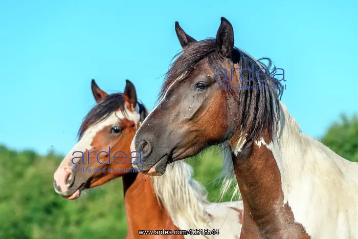  : Ponies in a pasture in the countryside, France