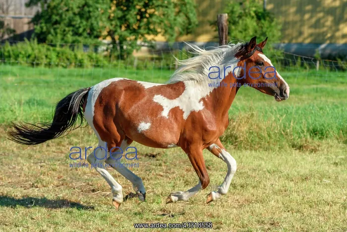 : Ponies in a pasture in the countryside, France : Ponies in a pasture in the countryside, France