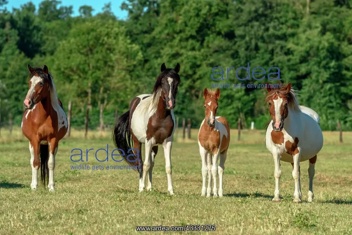: Ponies in a pasture in the countryside, France : Ponies in a pasture in the countryside, France