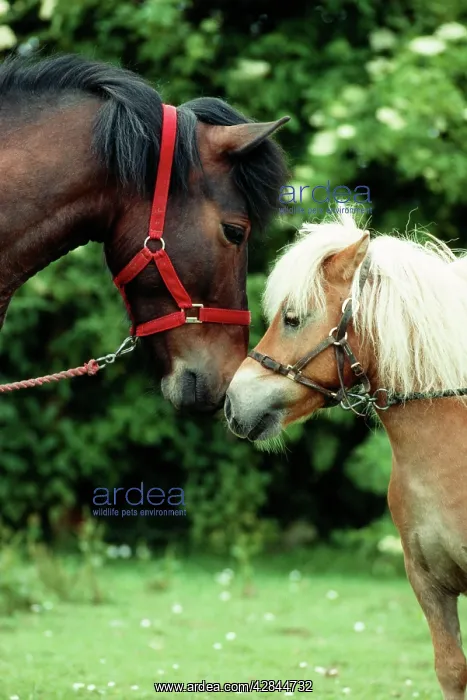 : TWO PONIES - Touching noses, facing : TWO PONIES - Touching noses, facing