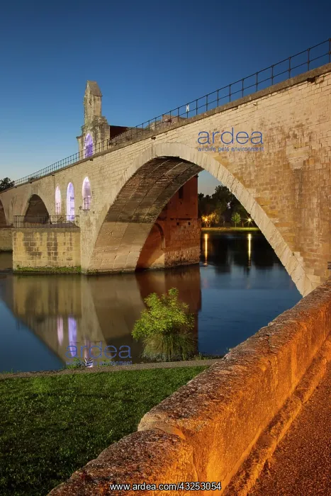  : Pont Saint Benezet and Chapelle Saint Nicholas