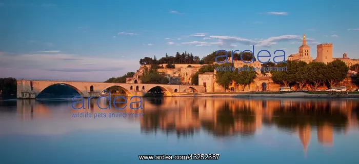 : Pont St Benezet over River Rhone with Palais : Pont St Benezet over River Rhone with Palais