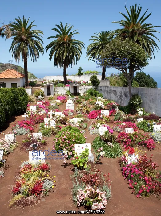 : Ponta Delgada cemetery : Ponta Delgada cemetery