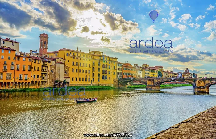 : Ponte alle Grazie, Florence, Italy. Wide angle landscape : Ponte alle Grazie, Florence, Italy. Wide angle landscape