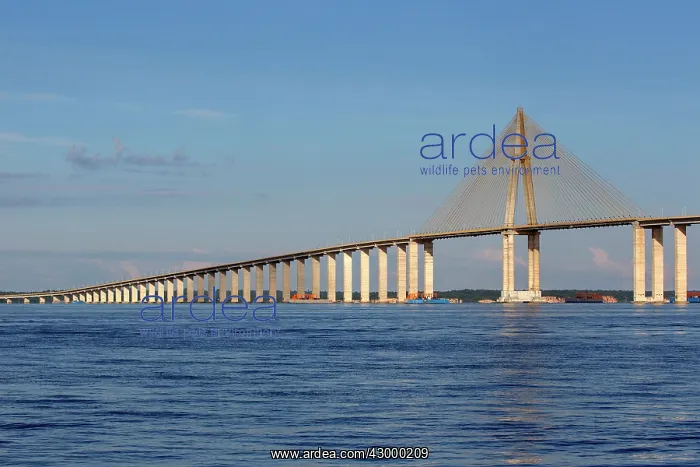 : Ponte Rio Negro (Manaus Iranduba Bridge) crossing : Ponte Rio Negro (Manaus Iranduba Bridge) crossing