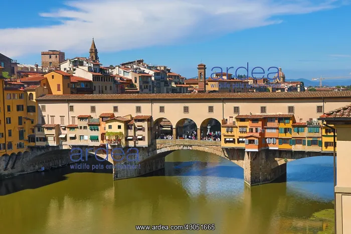 : The Ponte Vecchio bridge over the River Arno, Florence : The Ponte Vecchio bridge over the River Arno, Florence