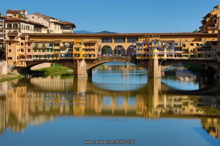 : The Ponte Vecchio bridge over the River Arno, Florence : The Ponte Vecchio bridge over the River Arno, Florence