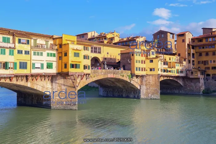 : Ponte Vecchio, Florence, Tuscany, Italy, Europe : Ponte Vecchio, Florence, Tuscany, Italy, Europe