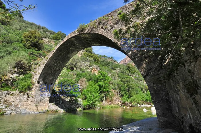 : Ponte a Zaglia over the river Ota in the Spelunca : Ponte a Zaglia over the river Ota in the Spelunca