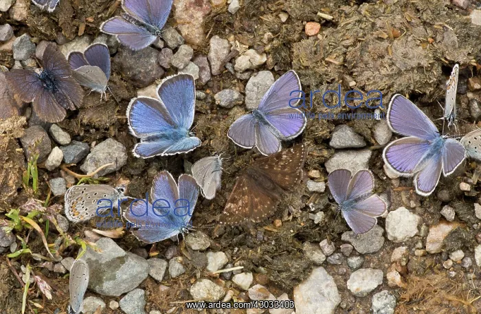 : Pontic Blue Butterflies with a Dingy Skipper mud-puddling : Pontic Blue Butterflies with a Dingy Skipper mud-puddling