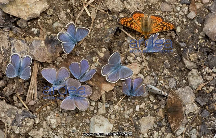 : Pontic Blue Butterflies with a Marsh Fritillary : Pontic Blue Butterflies with a Marsh Fritillary