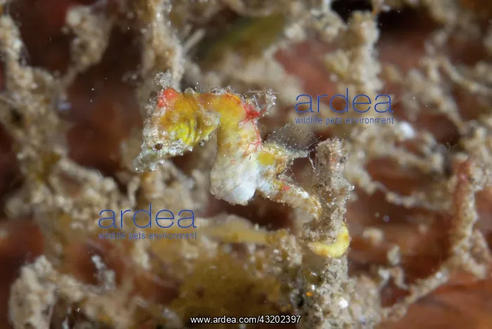 : Pontohs Pygmy Seahorse - Nudi Retreat dive site : Pontohs Pygmy Seahorse - Nudi Retreat dive site
