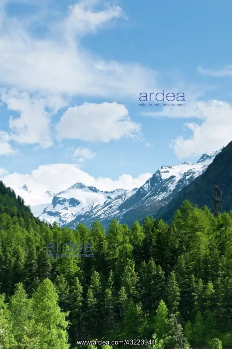 : Pontresina, Switzerland. Distant views of : Pontresina, Switzerland. Distant views of