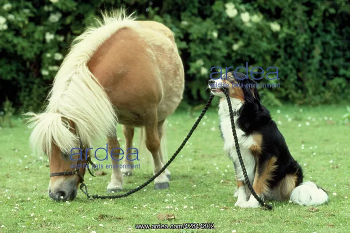  : PONY & DOG HOLDING REIN