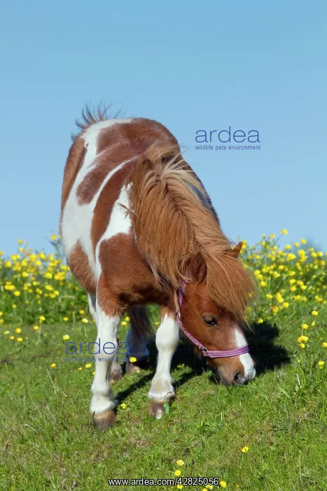 : Pony - feeding by Buttercups : Pony - feeding by Buttercups