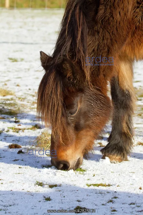  : Pony - feeding in the winter snow
