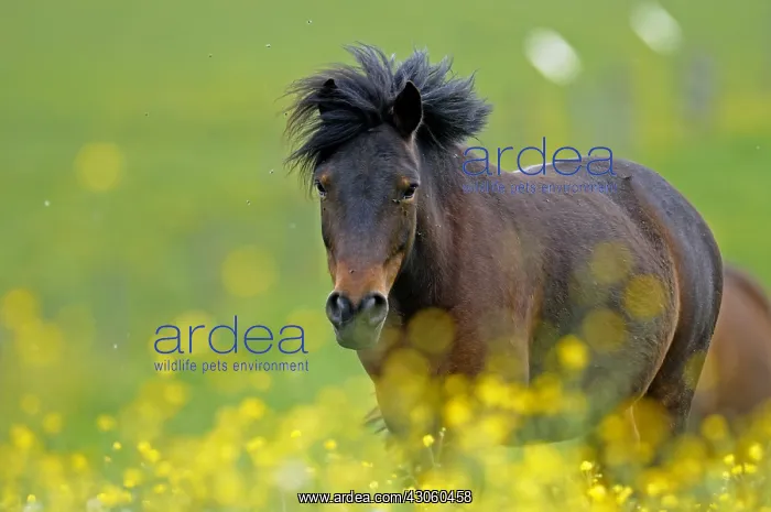 : Pony in a flowery meadow Franche-Comte France : Pony in a flowery meadow Franche-Comte France