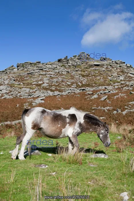 : Pony - grazing : Pony - grazing