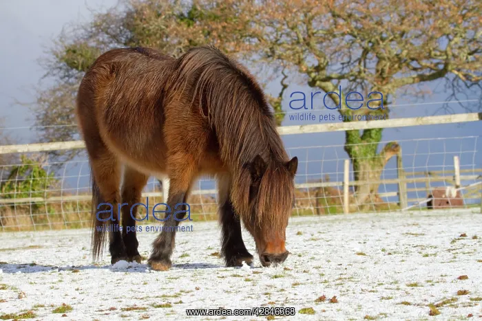 : Pony grazing in snow : Pony grazing in snow