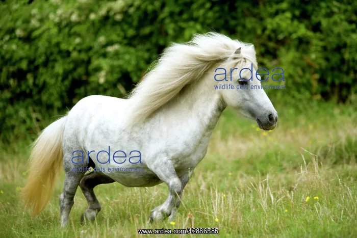 : Pony - grey