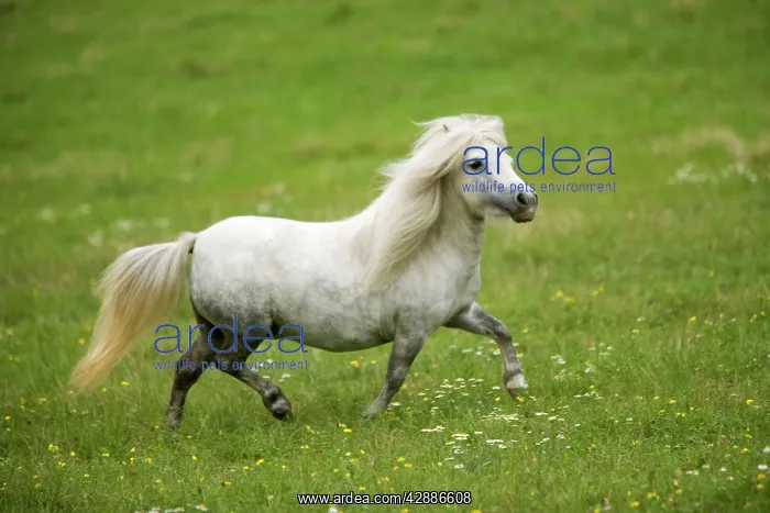  : Pony - grey, trotting