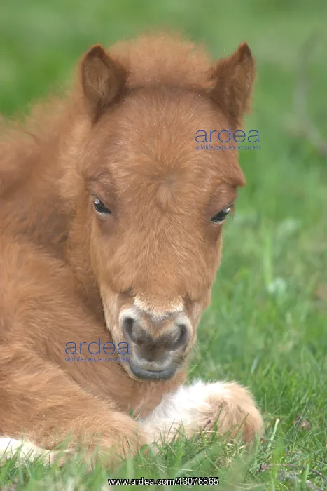: Pony lying in the grass France : Pony lying in the grass France