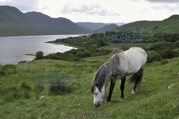 : Pony maintaining natural grasslands Connemara Ireland : Pony maintaining natural grasslands Connemara Ireland