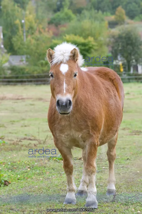 : Pony in a meadow : Pony in a meadow