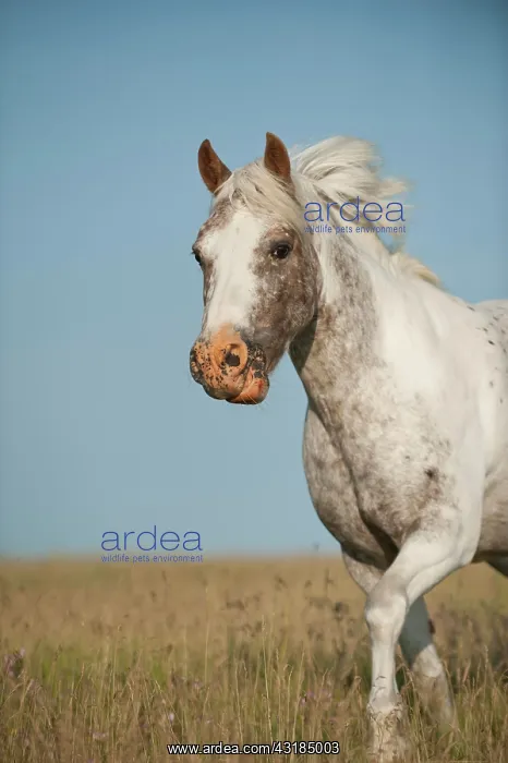 : Pony in a meadow : Pony in a meadow