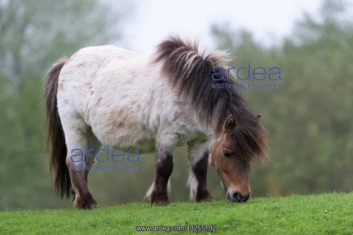 : Pony in a pasture, West Coast Park, Sankt Peter-Ording : Pony in a pasture, West Coast Park, Sankt Peter-Ording