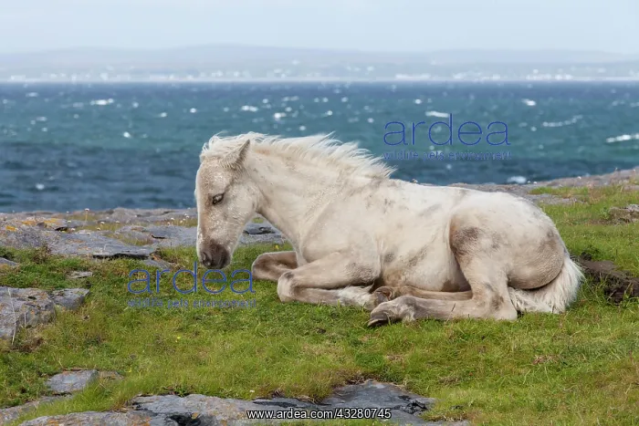 : Pony by the sea, County Clare, Republic of Ireland : Pony by the sea, County Clare, Republic of Ireland