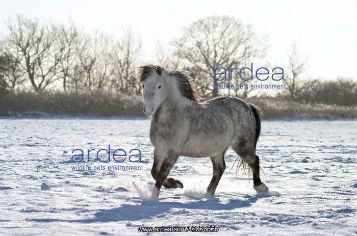  : Pony in Snow Norfolk UK