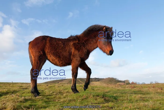  : Pony. Somerset, UK