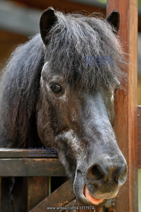 : Pony in front of stable, Stuttgart, Baden-Wurttemberg : Pony in front of stable, Stuttgart, Baden-Wurttemberg