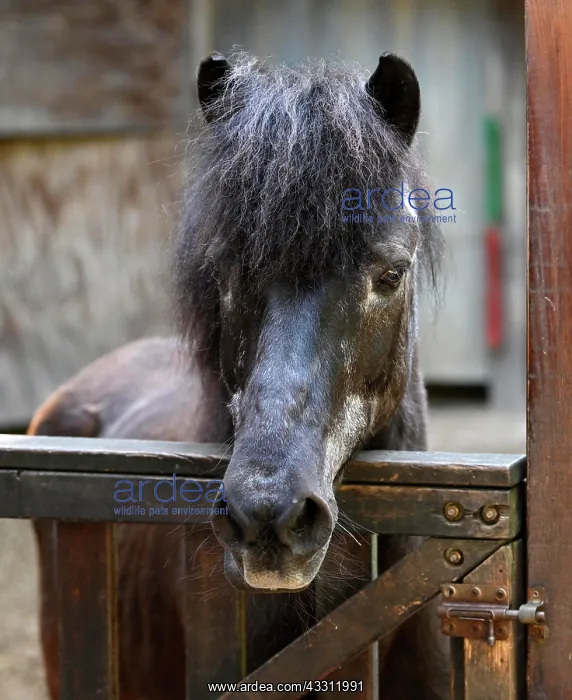 : Pony in front of stable, Stuttgart, Baden-Wurttemberg : Pony in front of stable, Stuttgart, Baden-Wurttemberg