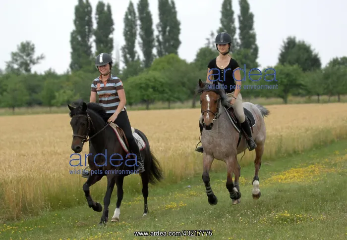 : Pony trekking in the countryside - France : Pony trekking in the countryside - France