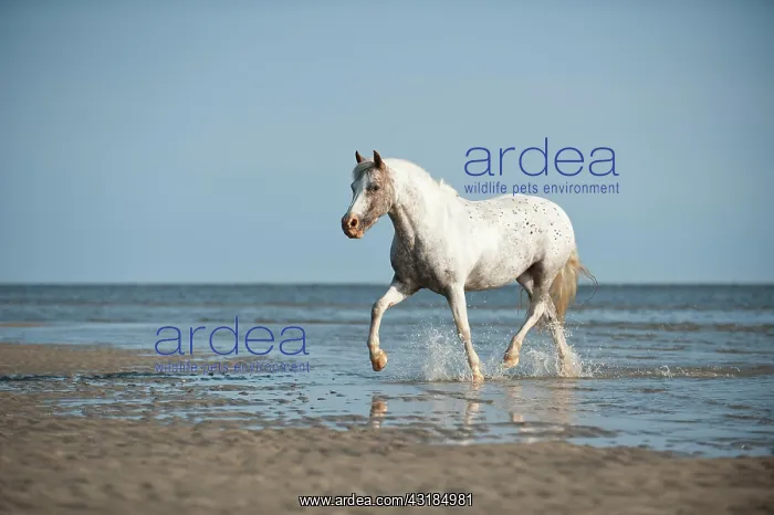 : Pony trotting through the water, St. Peter-Ording : Pony trotting through the water, St. Peter-Ording