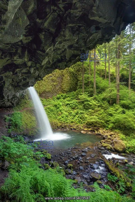 : Ponytail Falls, Columbia River Gorge, Oregon : Ponytail Falls, Columbia River Gorge, Oregon