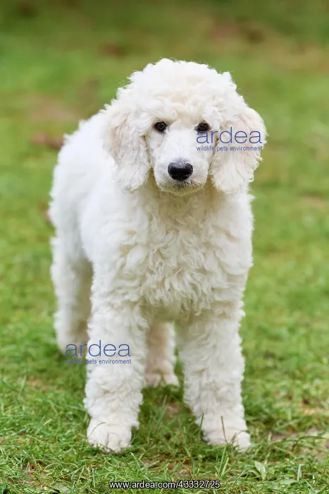 : Poodle : Poodle
