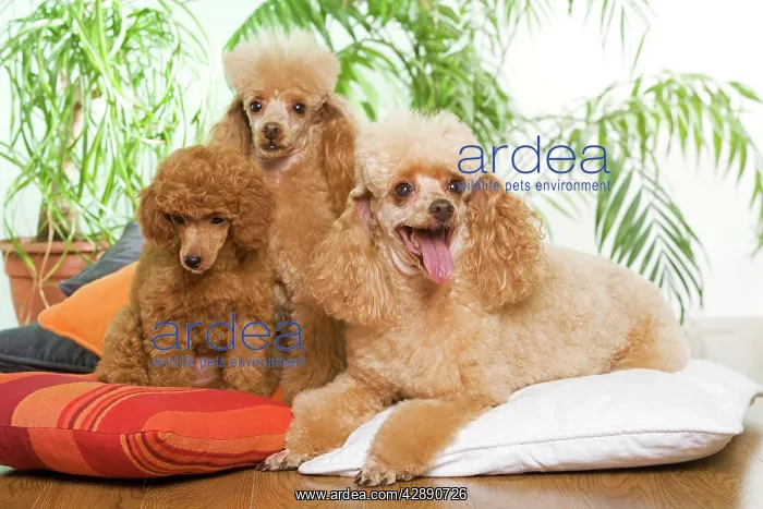  : Poodle - three - apricot colour