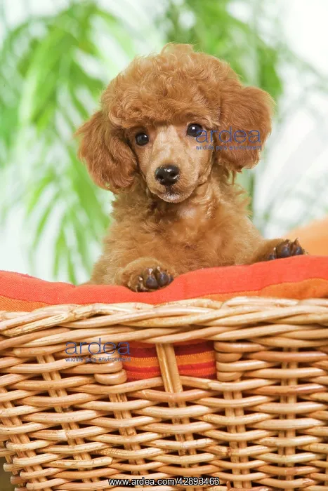  : Poodle - apricot colour