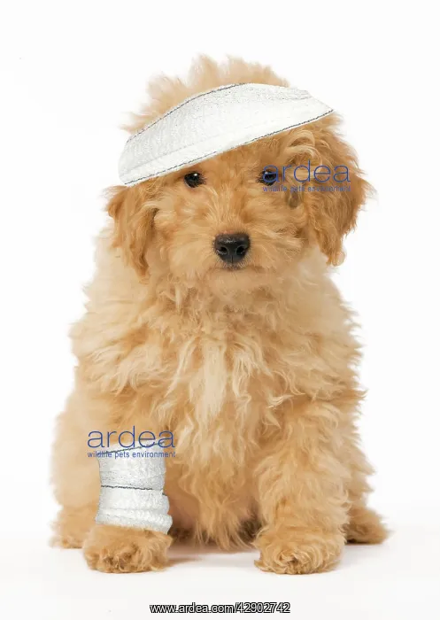 : Poodle - with bandages - 'get wellI : Poodle - with bandages - 'get wellI