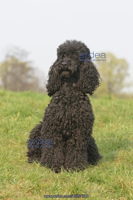 : Poodle, black, sitting on a lawn Kleinpudel (schwarz) : Poodle, black, sitting on a lawn Kleinpudel (schwarz)