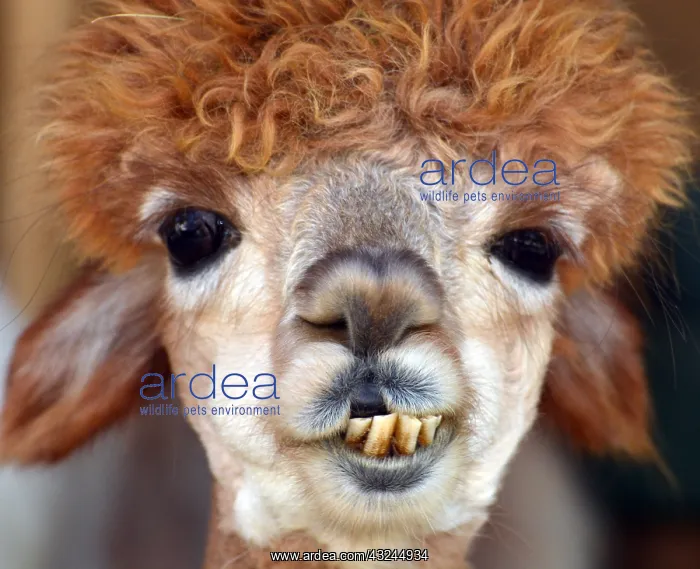: Poodle-cut Llama, chewing from side to side : Poodle-cut Llama, chewing from side to side