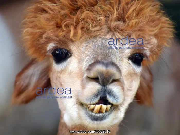  : Poodle-cut Llama, looking daft