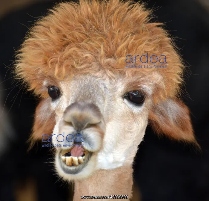 : Poodle-cut Llama, looking daft Poodle-cut : Poodle-cut Llama, looking daft Poodle-cut