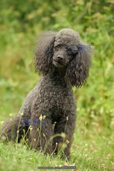  : Poodle Dog
