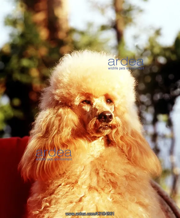 : Poodle Dog : Poodle Dog