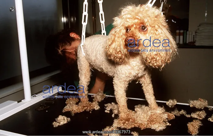 : Poodle DOG - being clipped in grooming parlour : Poodle DOG - being clipped in grooming parlour